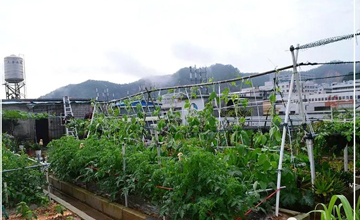 聽說了嗎，多米居然開始搞副業(yè)了？